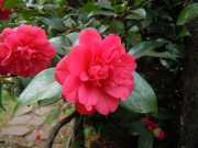 DSCN1731