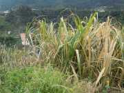 DSCN1950
