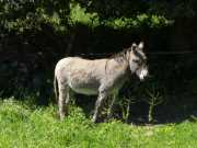 08_Corse_2016-11