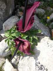 Lindos-1