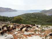 Symi-15