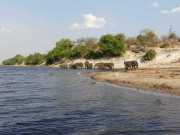 Sur les rives de la rivière Chobé