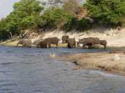 Sur les rives de la rivière Chobé