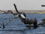 Sur les rives de la rivière Chobé