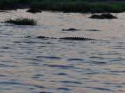 Rivière Chobé au couchant