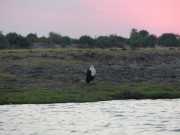 Rivière Chobé au couchant