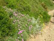 CAP_CORSE_10_Juin-1