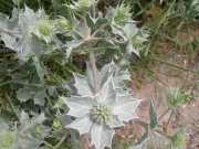 CAP_CORSE_10_Juin-11