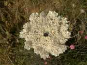 CAP_CORSE_10_Juin-45