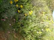 CAP_CORSE_10_Juin-46