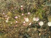 CAP_CORSE_10_Juin-48
