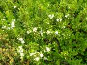 CAP_CORSE_10_Juin-5