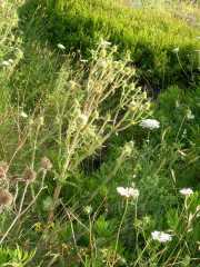 CAP_CORSE_10_Juin-50