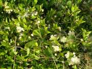 CAP_CORSE_10_Juin-53