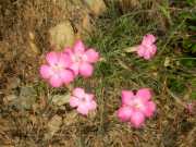 CAP_CORSE_10_Juin-54