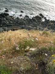 CAP_CORSE_10_Juin-55