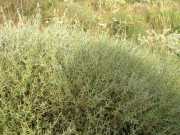 CAP_CORSE_10_Juin-57