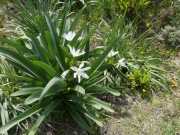 CAP_CORSE_16_Mai-106