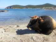 CAP_CORSE_16_Mai-138