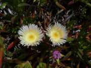 CAP_CORSE_16_Mai-82