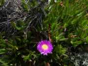 CAP_CORSE_16_Mai-85