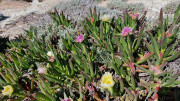 Cap_Corse_24_04-101