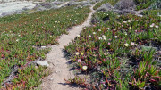 Cap_Corse_24_04-102