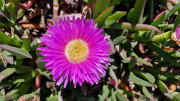 Cap_Corse_24_04-103