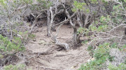 Cap_Corse_24_04-118