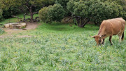 Cap_Corse_24_04-164