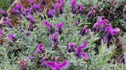 Cap_Corse_24_04-54