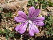 CAPO_ROSSO_10_Juin-12