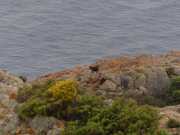 CAPO_ROSSO_16_Mai-18