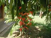 DSCN3529