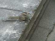 DSCN3580
