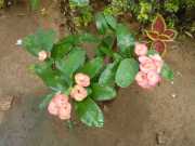 DSCN3695