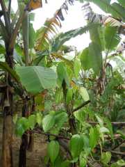 DSCN3699
