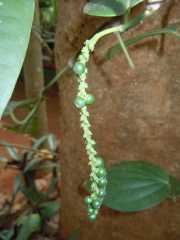 DSCN3898