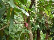 DSCN3904