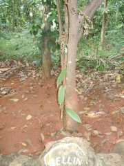 DSCN3913