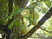 DSCN3955