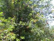 DSCN3986