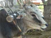 J03_Croisiere_Birmanie-24