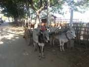 J03_Croisiere_Birmanie-26