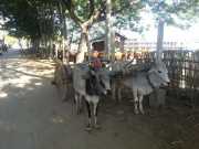 J03_Croisiere_Birmanie-60c