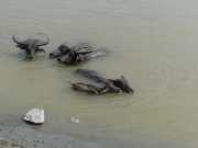 J05_Croisiere_Birmanie-30