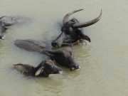 J05_Croisiere_Birmanie-33