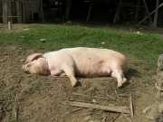 J05_Croisiere_Birmanie-35