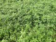 J05_Croisiere_Birmanie-50a