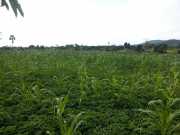 J05_Croisiere_Birmanie-52